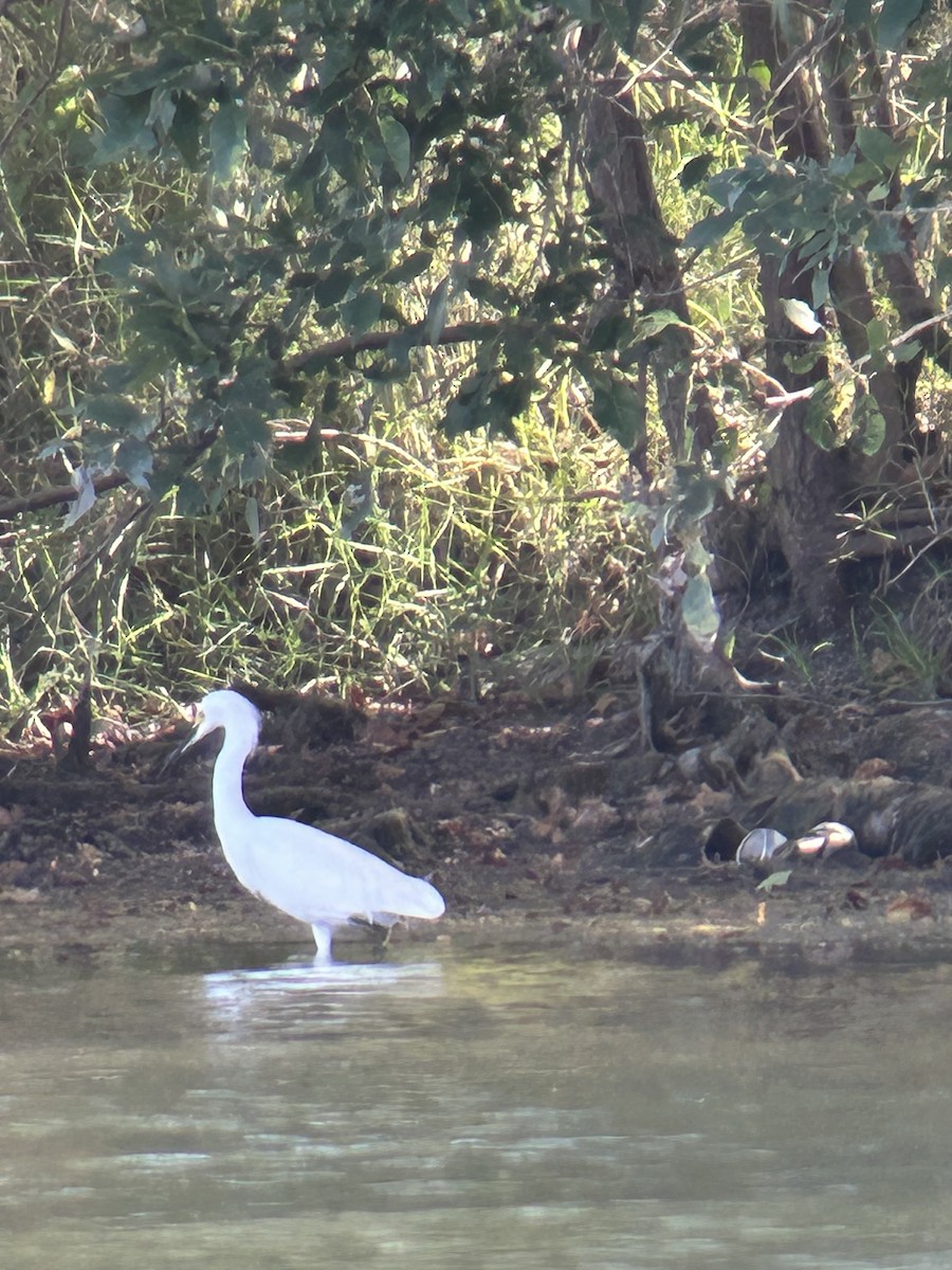 Snowy Egret - ML625357395