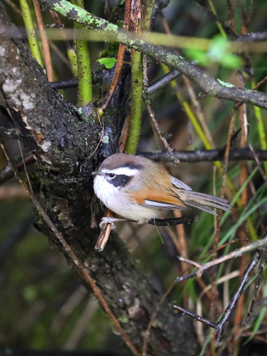 White-browed Fulvetta - ML625357402