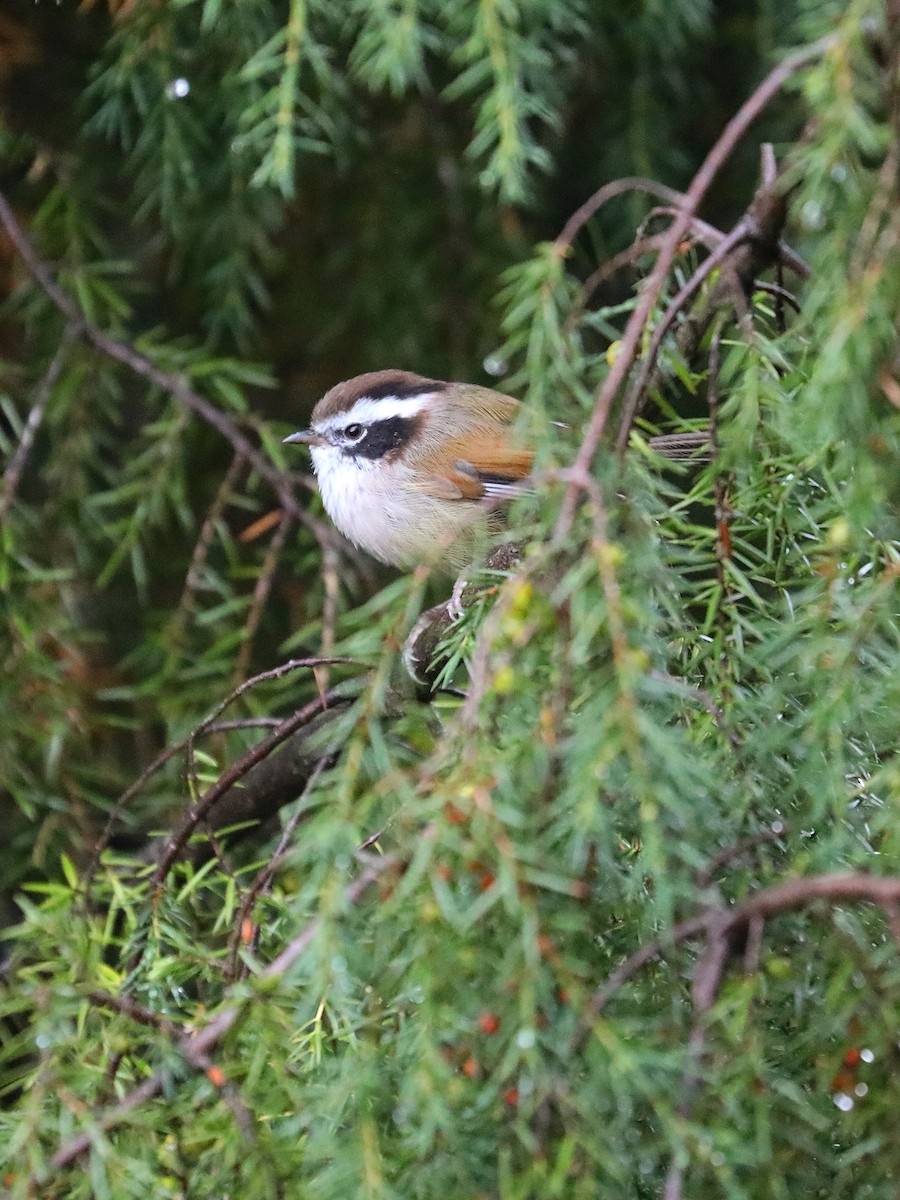 White-browed Fulvetta - ML625357403