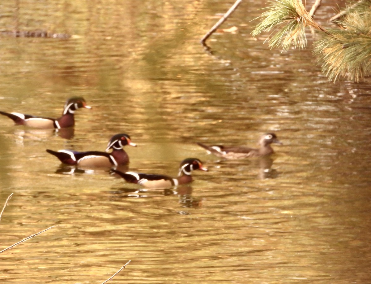 Wood Duck - ML625357408