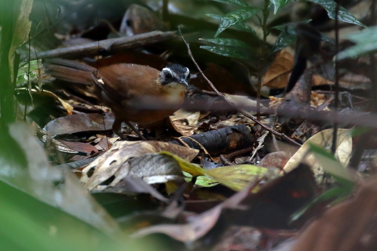 Bornean Black-capped Babbler - ML625357496