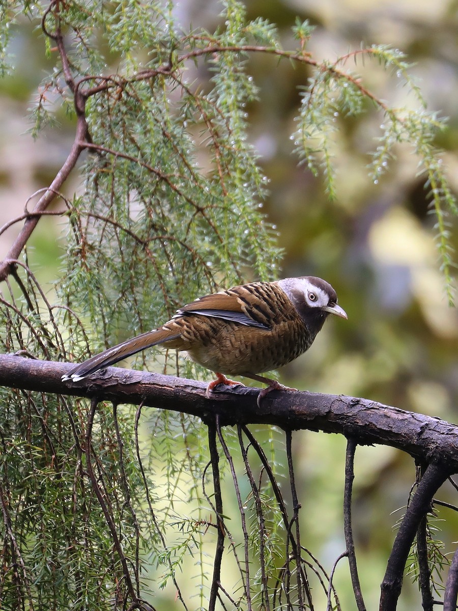 Barred Laughingthrush - ML625357507