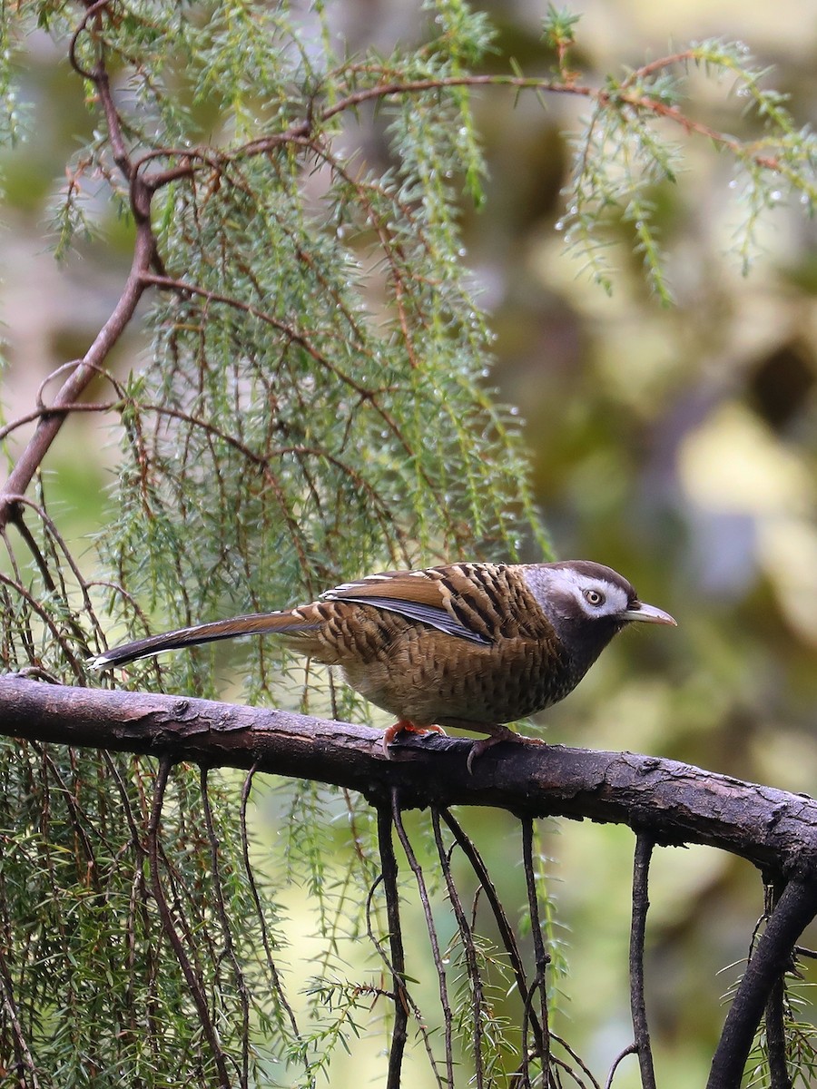 Barred Laughingthrush - ML625357508