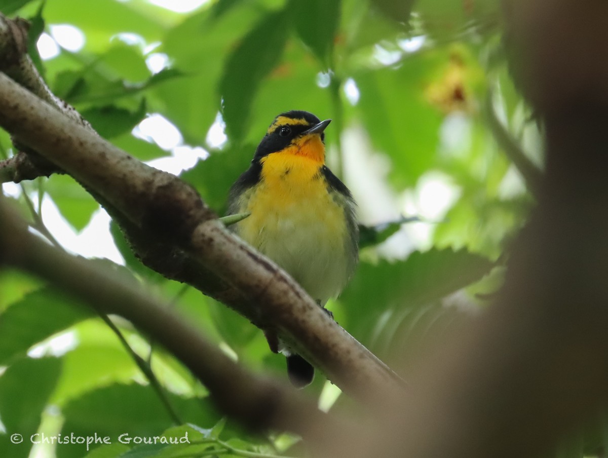 Narcissus Flycatcher - ML625357602