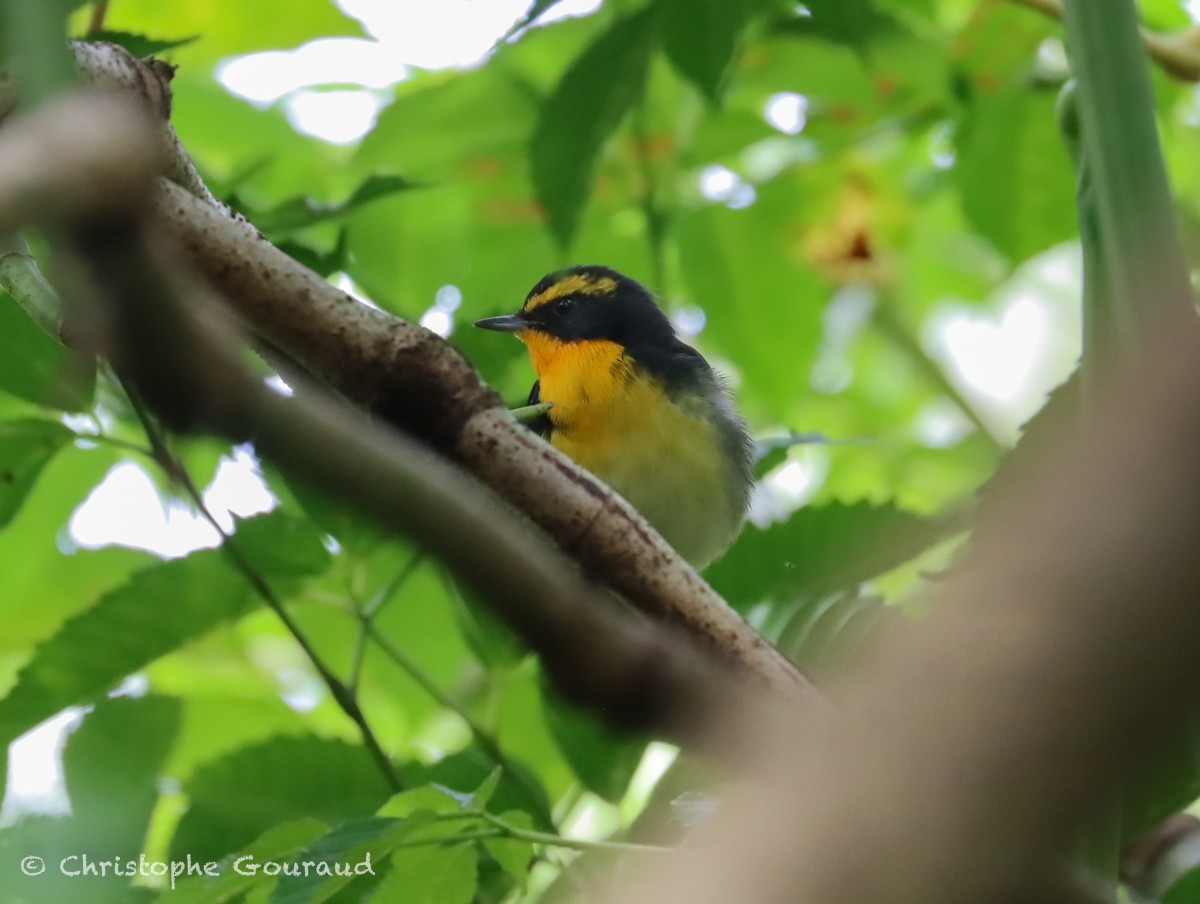 Narcissus Flycatcher - ML625357603