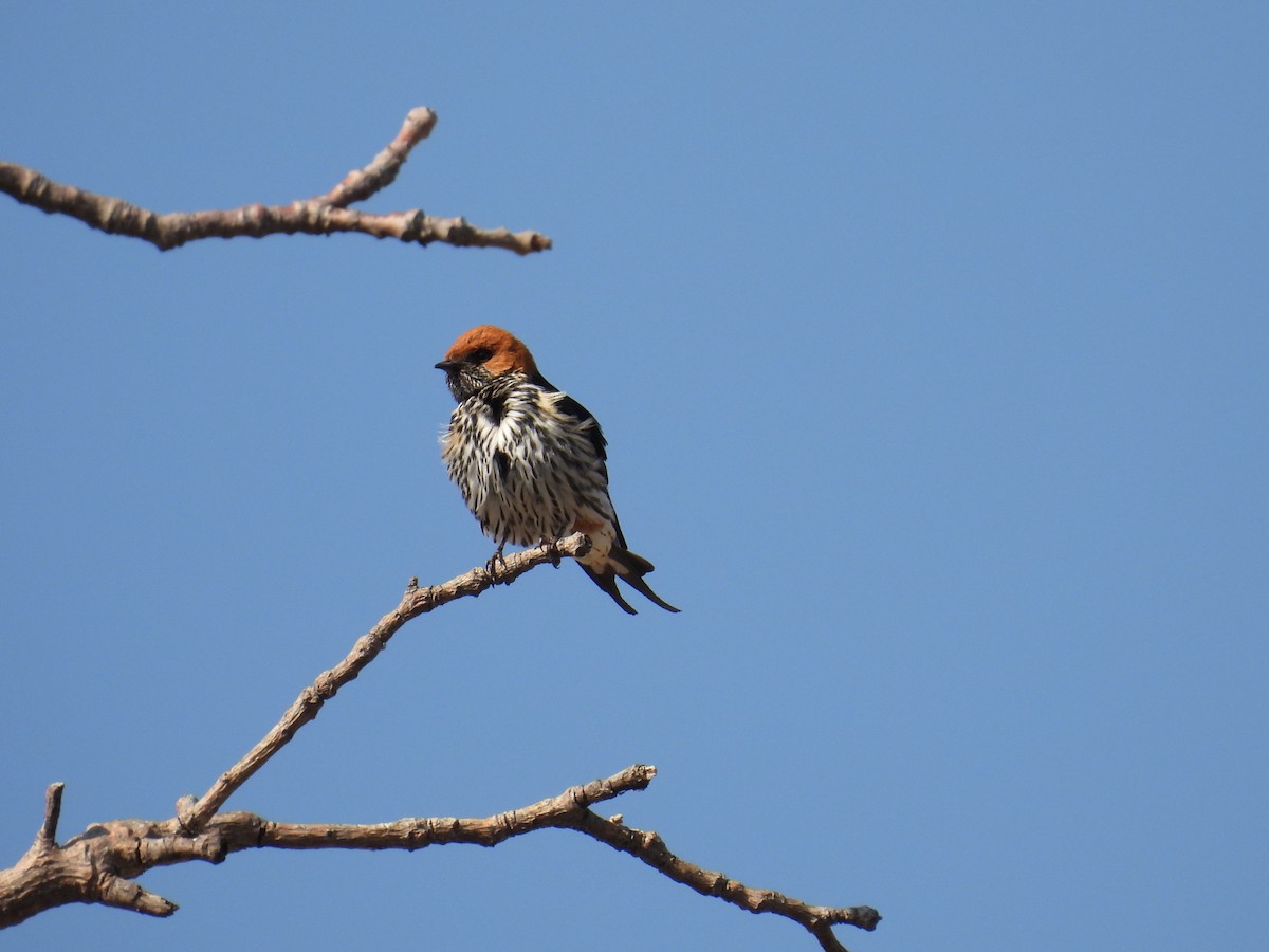 Lesser Striped Swallow - ML625357616