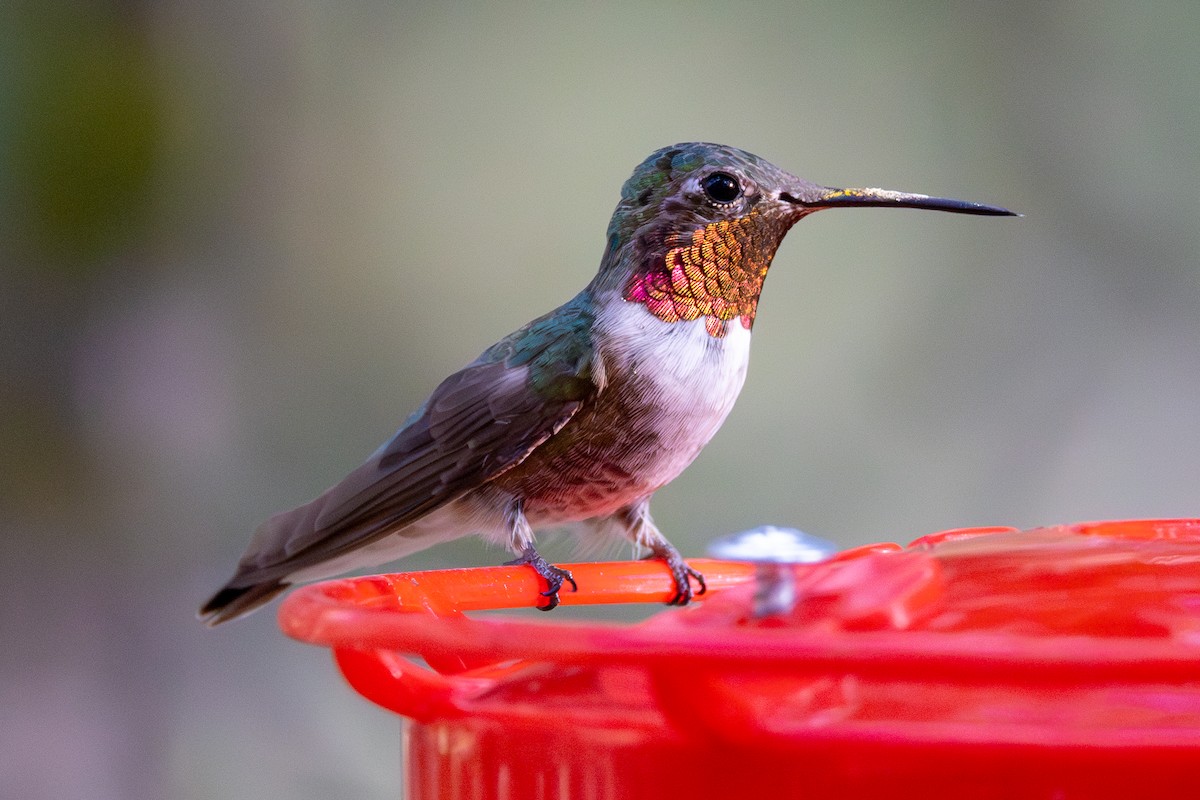 Broad-tailed Hummingbird - ML625357634