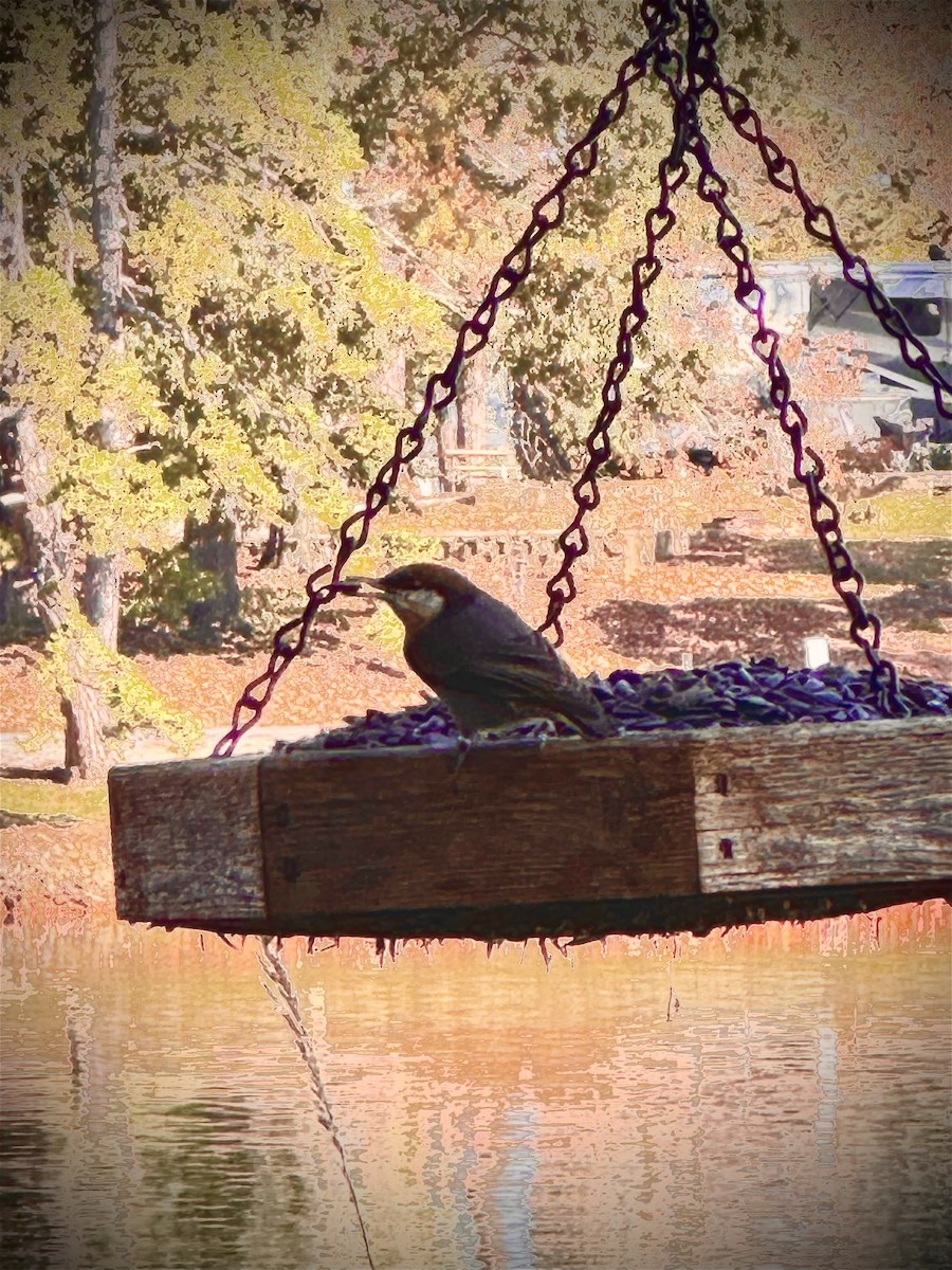 Brown-headed Nuthatch - ML625357691