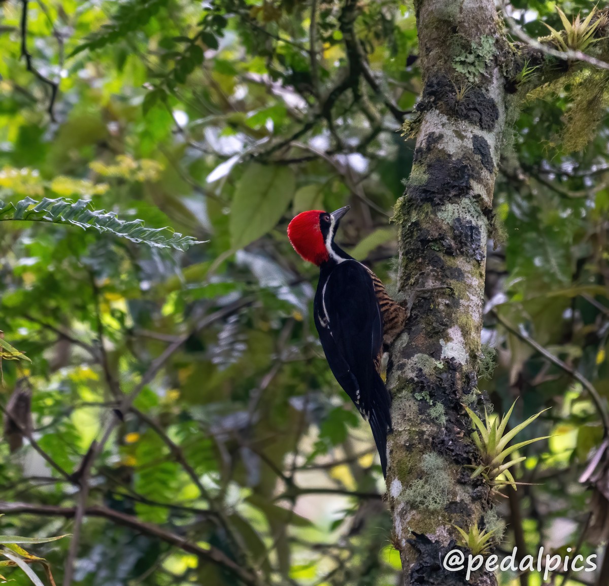 Powerful Woodpecker - Vernie Aikins