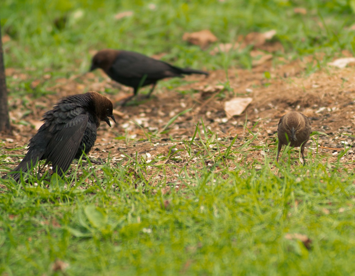 Brown-headed Cowbird - ML625357922