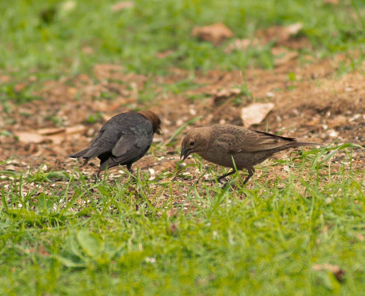 Brown-headed Cowbird - ML625357923