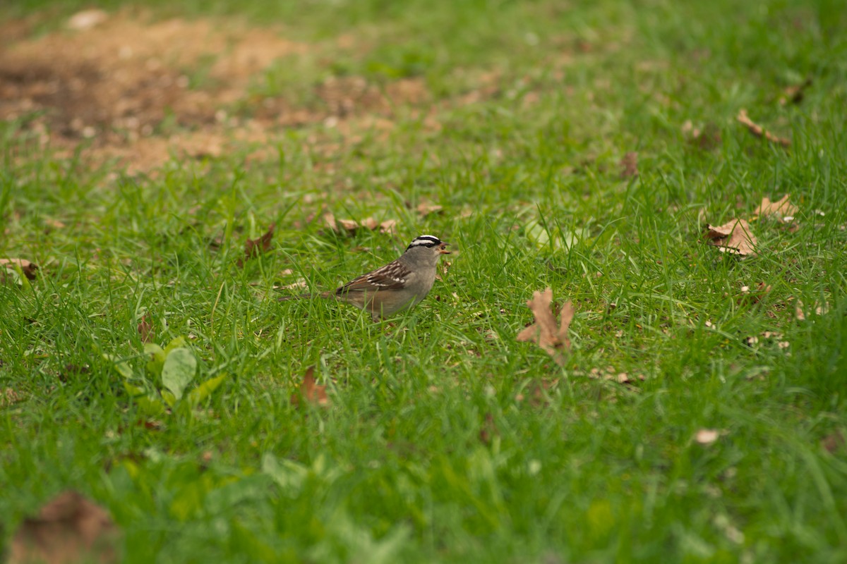 White-crowned Sparrow - ML625357995