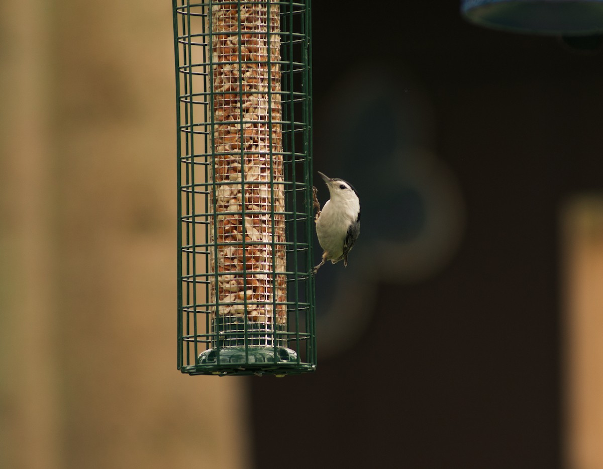 White-breasted Nuthatch - ML625357997