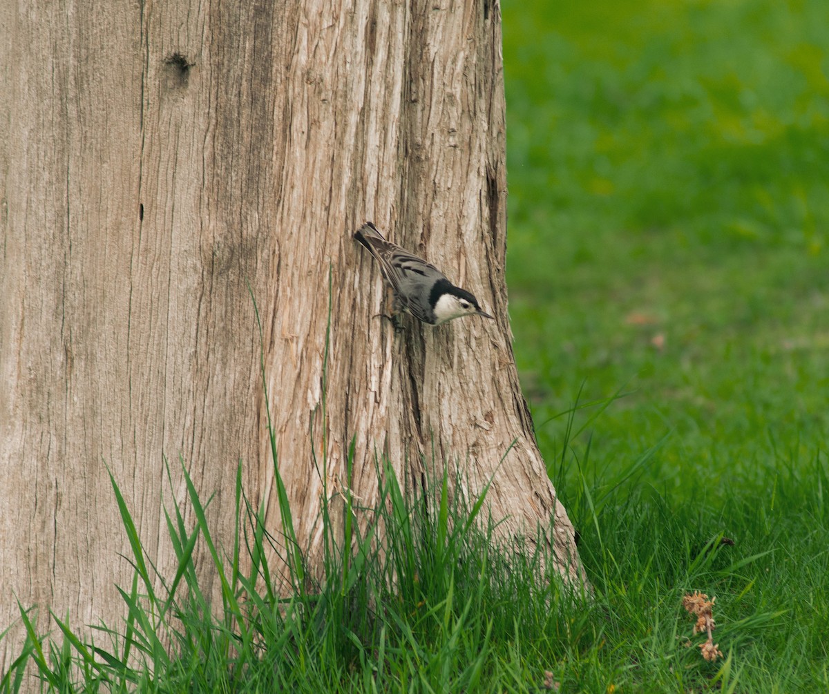 White-breasted Nuthatch - ML625357998