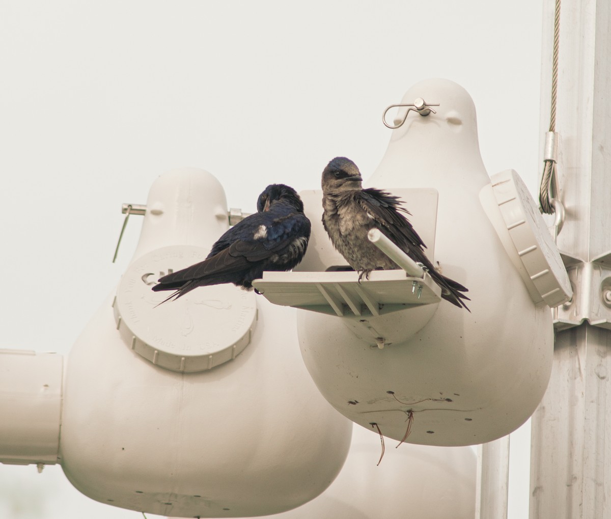 Purple Martin - ML625358002