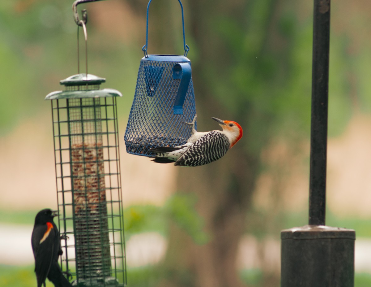 Red-bellied Woodpecker - Lisa And Eman