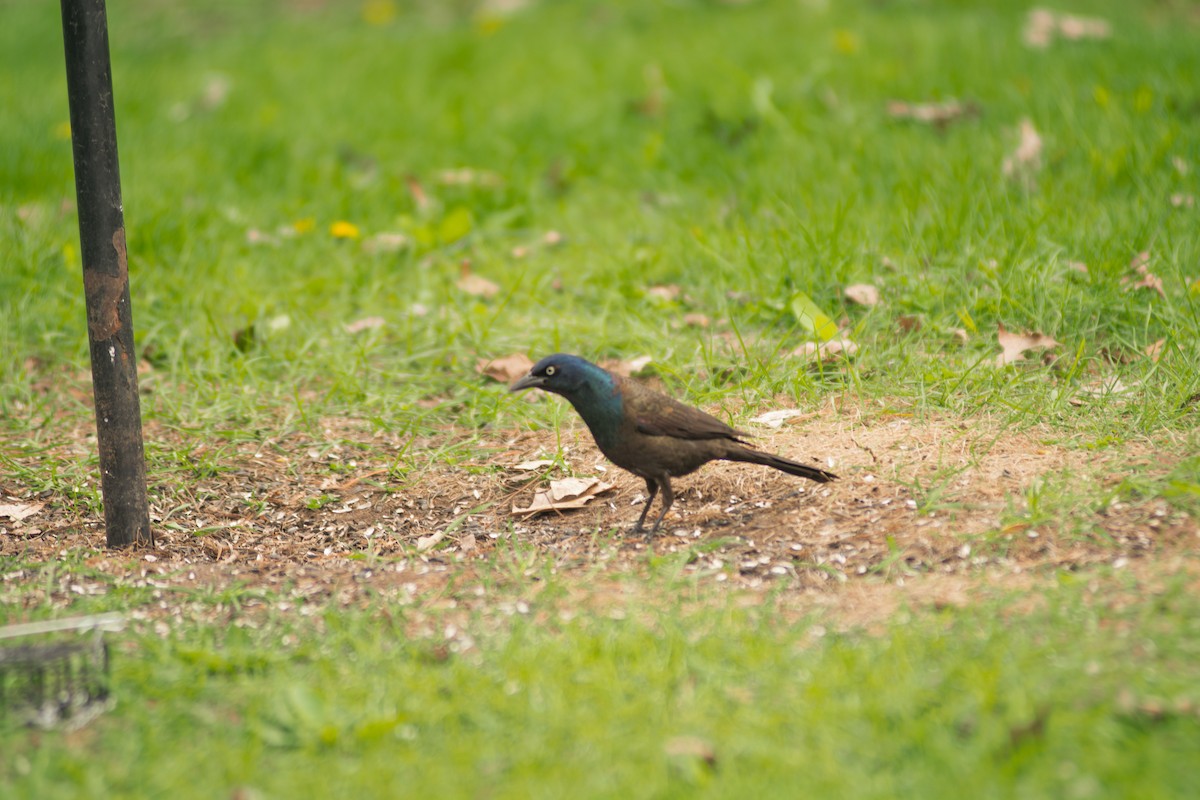 Common Grackle - Lisa And Eman