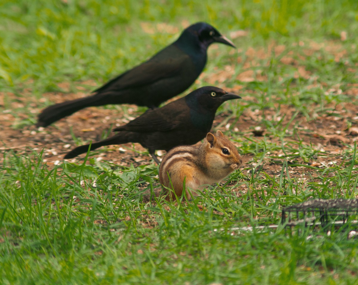 Common Grackle - ML625358016