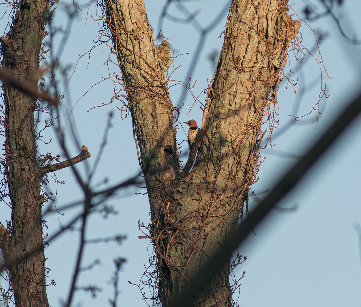 Northern Flicker - ML625358023