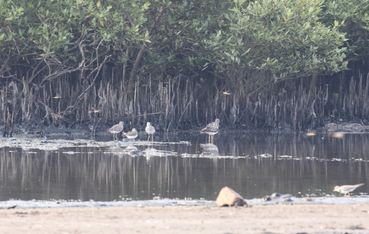 Wood Sandpiper - ML625358051