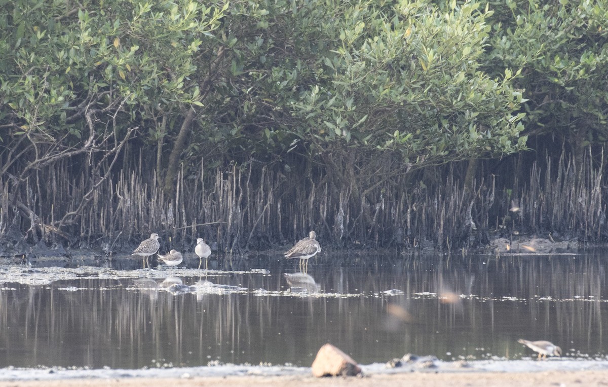 Wood Sandpiper - ML625358052