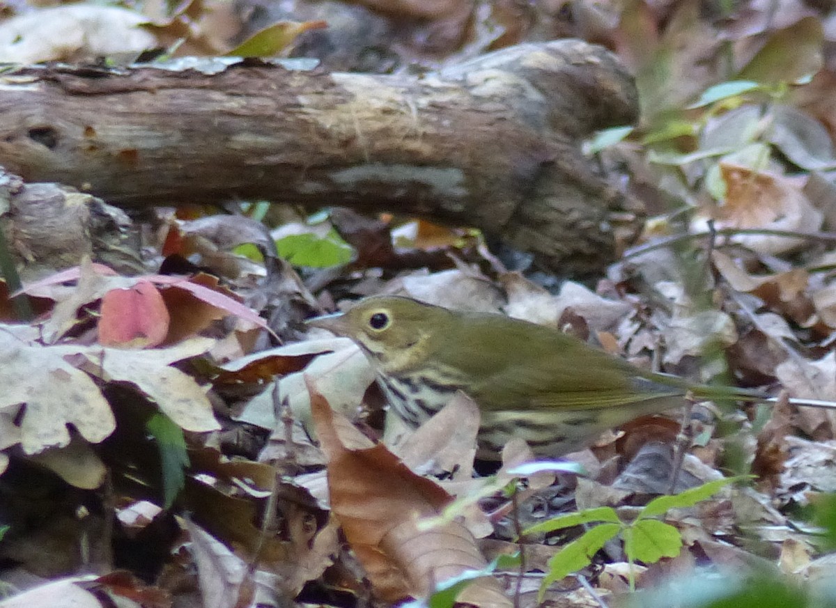 Ovenbird - ML625358158