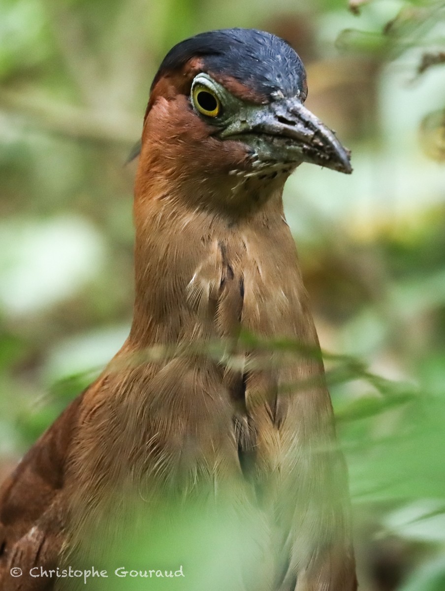 Malayan Night Heron - Christophe Gouraud