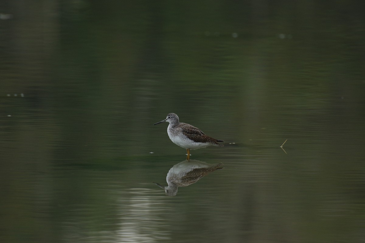 Lesser/Greater Yellowlegs - ML625358253