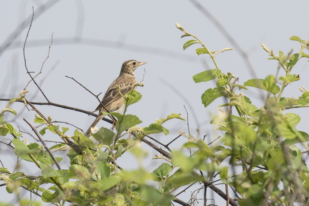 Richard's Pipit - ML625358380