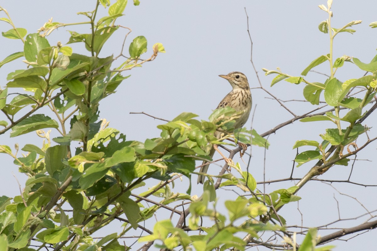 Richard's Pipit - ML625358381