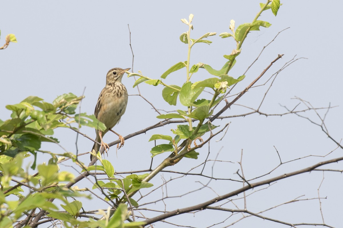 Richard's Pipit - ML625358382