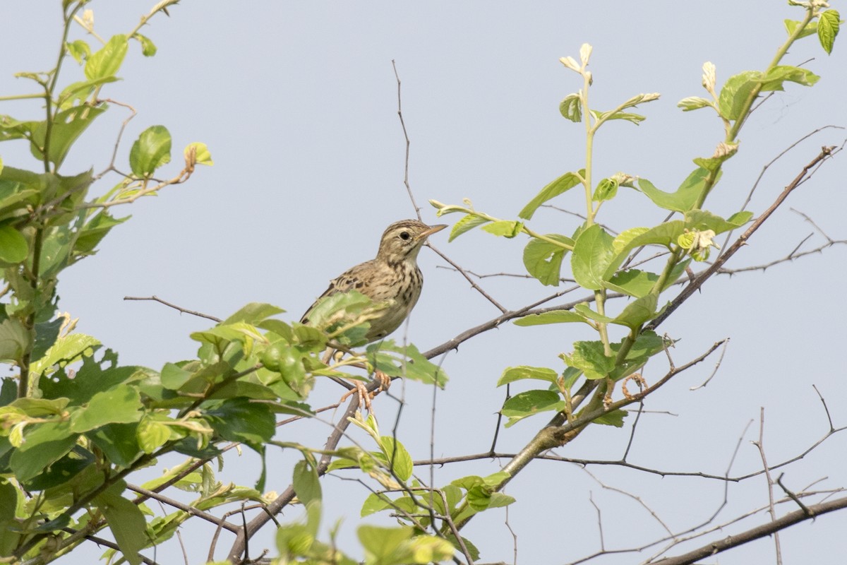 Richard's Pipit - ML625358383