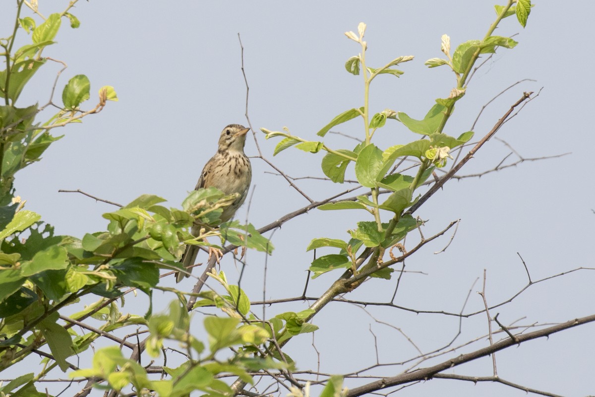 Richard's Pipit - ML625358384