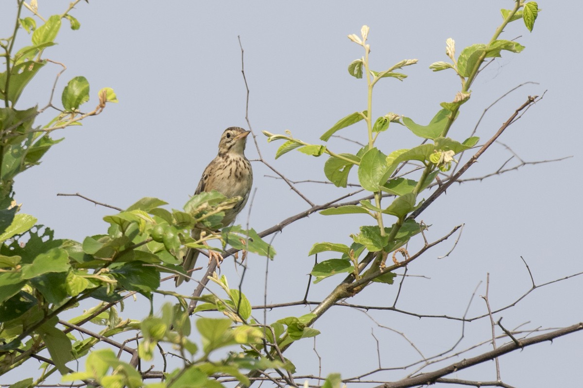 Richard's Pipit - ML625358385