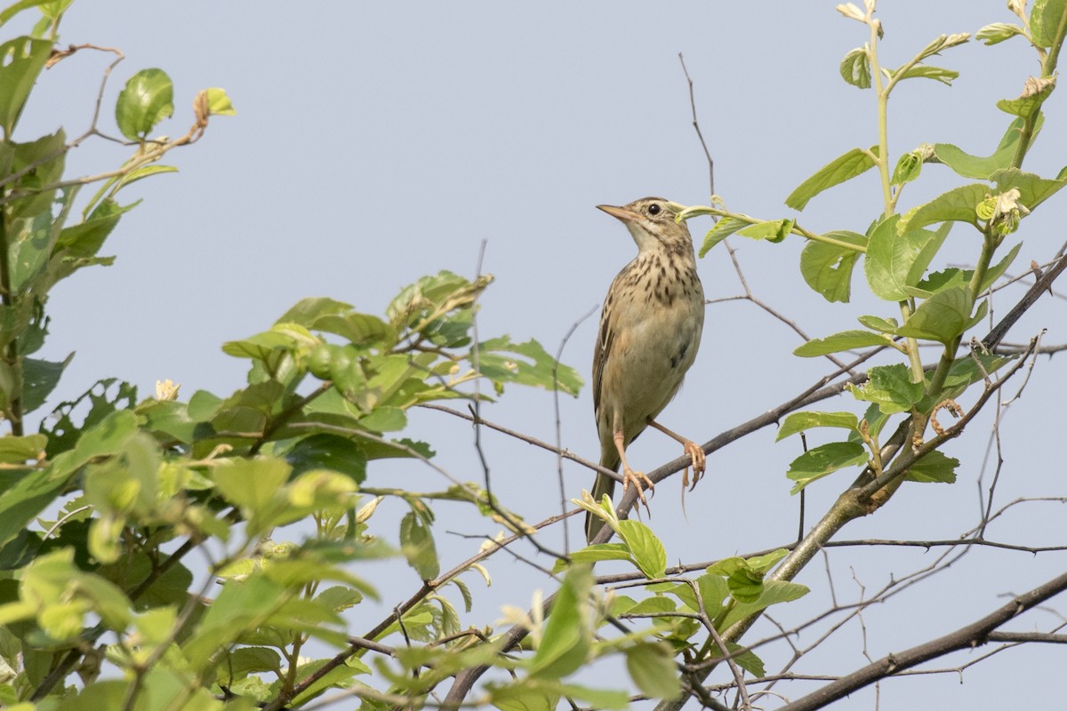 Richard's Pipit - ML625358386