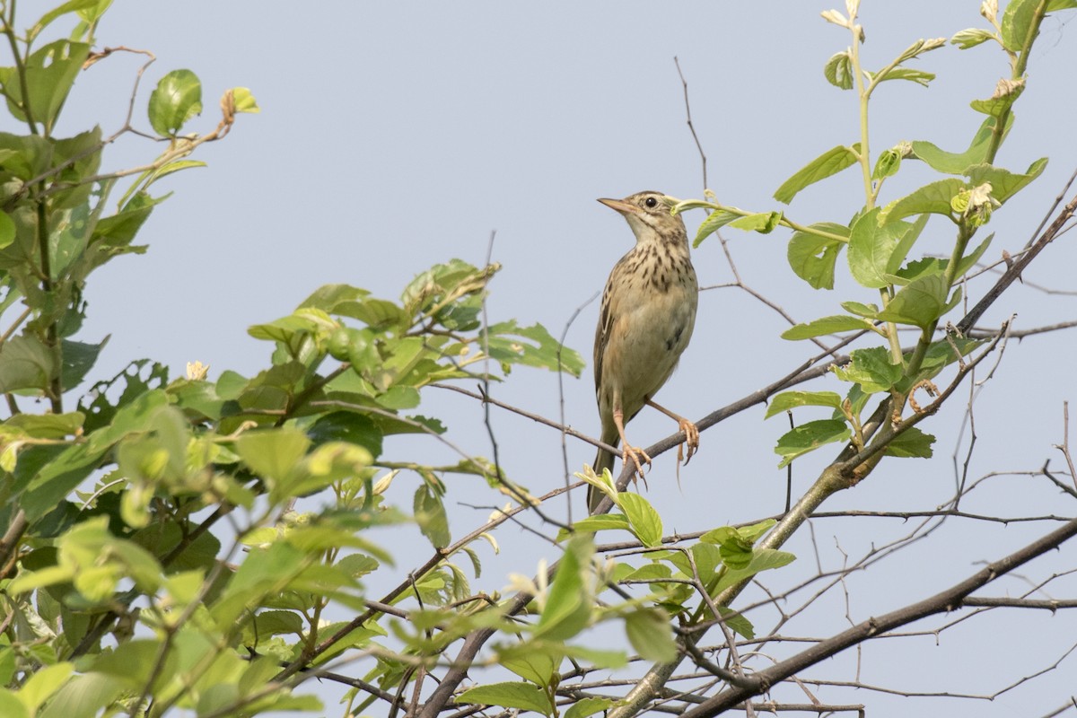 Richard's Pipit - ML625358387