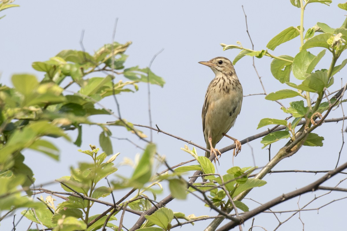 Richard's Pipit - ML625358388