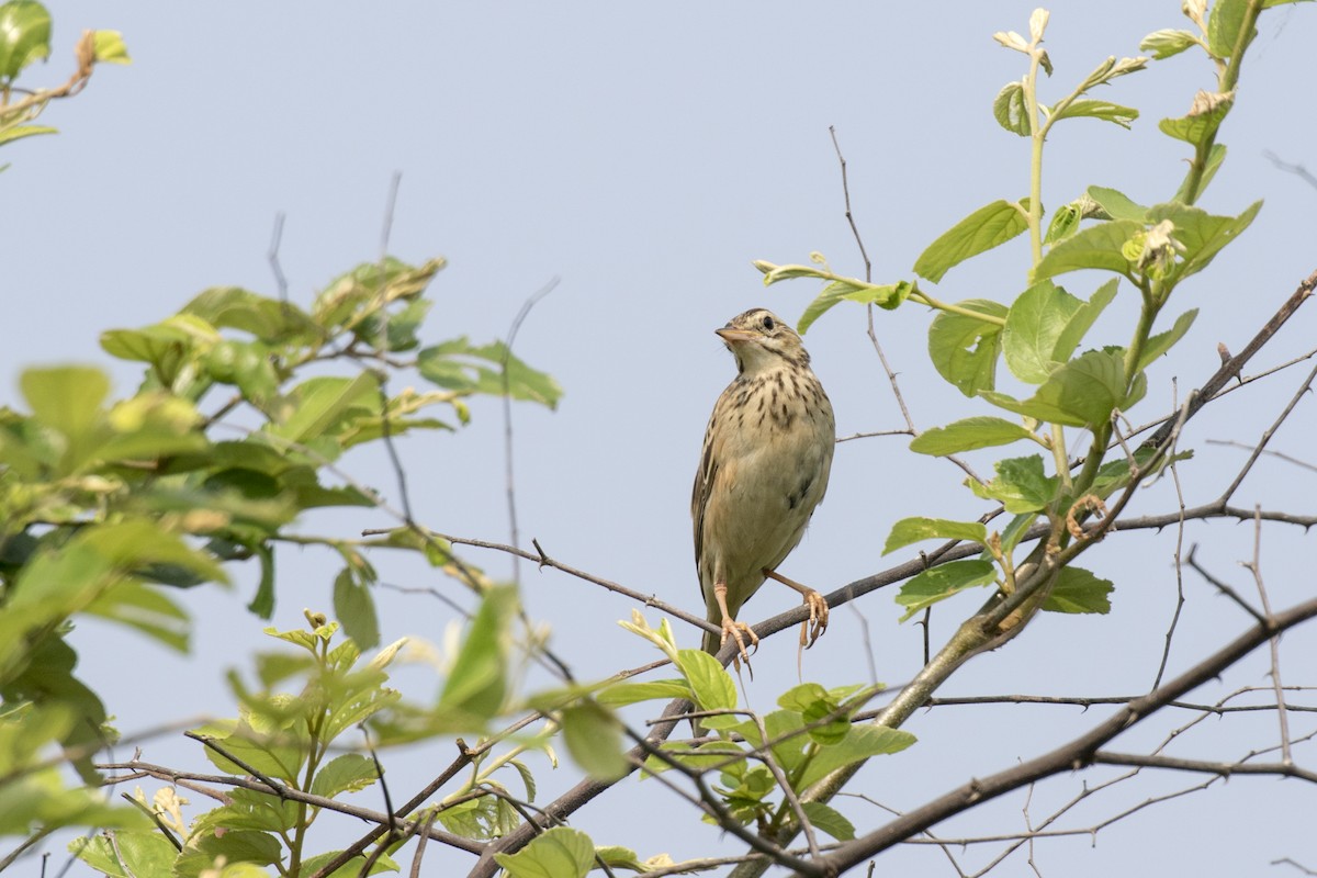 Richard's Pipit - ML625358389