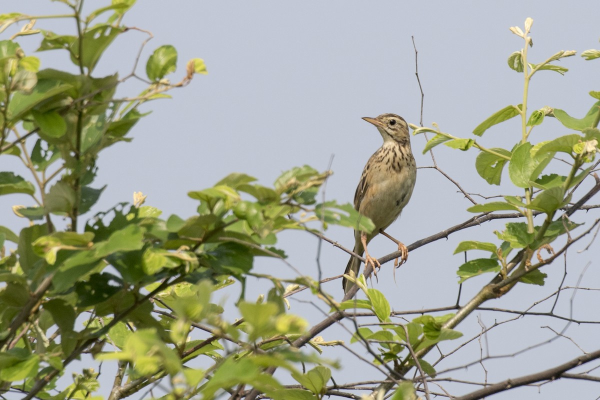 Richard's Pipit - ML625358390