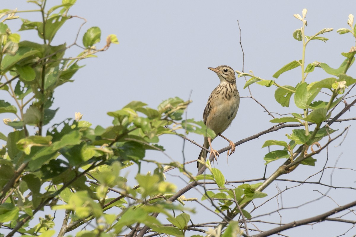 Richard's Pipit - ML625358391