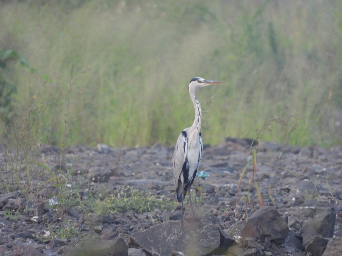 Gray Heron - ML625358441