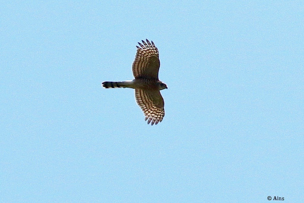 Eurasian Sparrowhawk - ML625358462