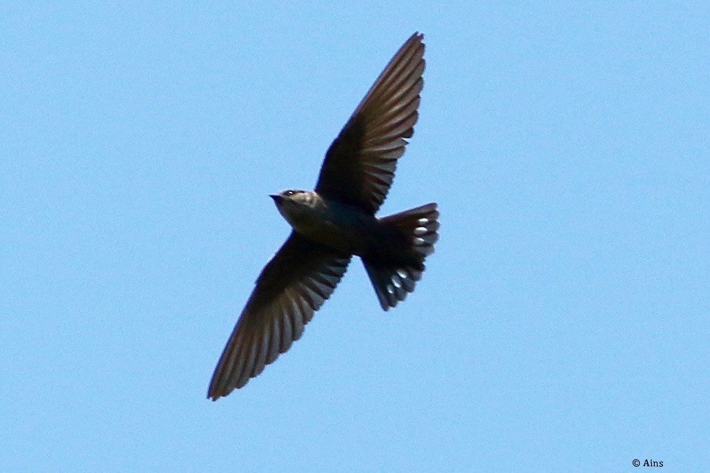 Dusky Crag-Martin - ML625358488