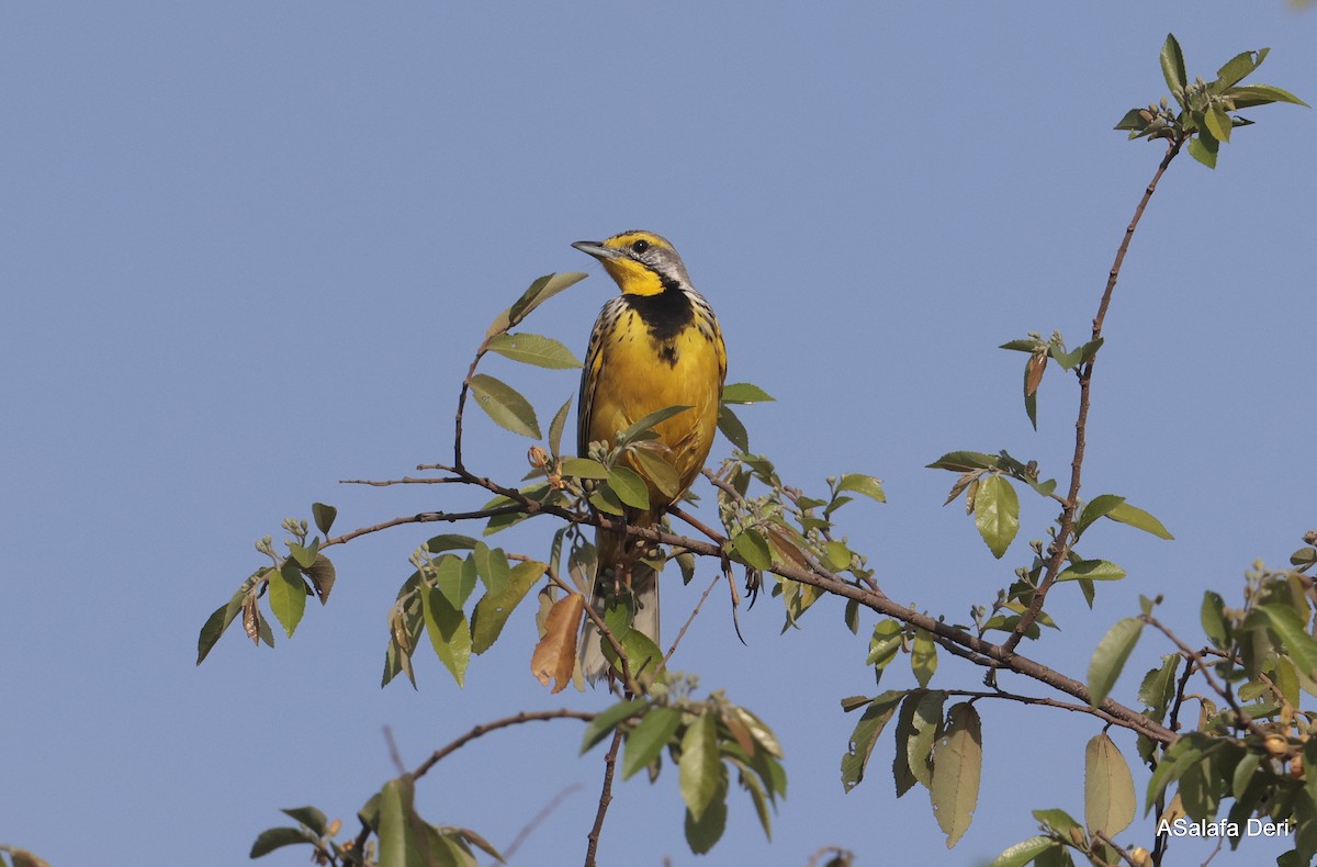 Yellow-throated Longclaw - ML625358490