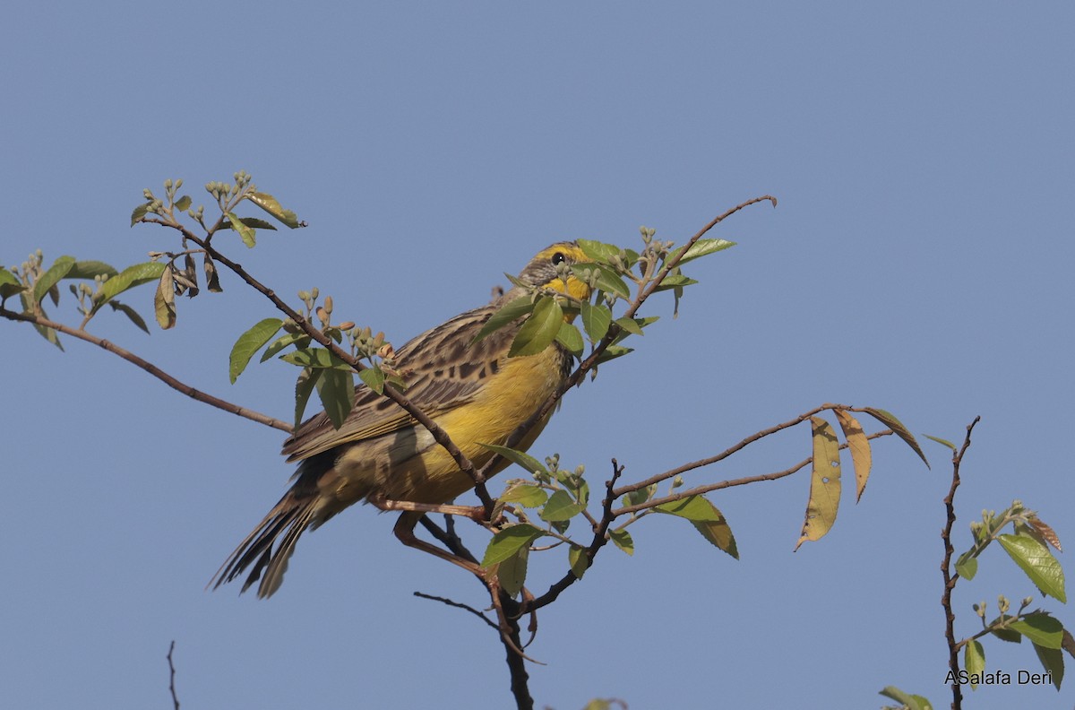 Yellow-throated Longclaw - ML625358491