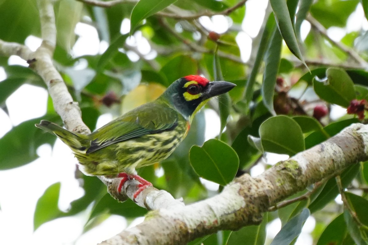 Coppersmith Barbet - ML625358496