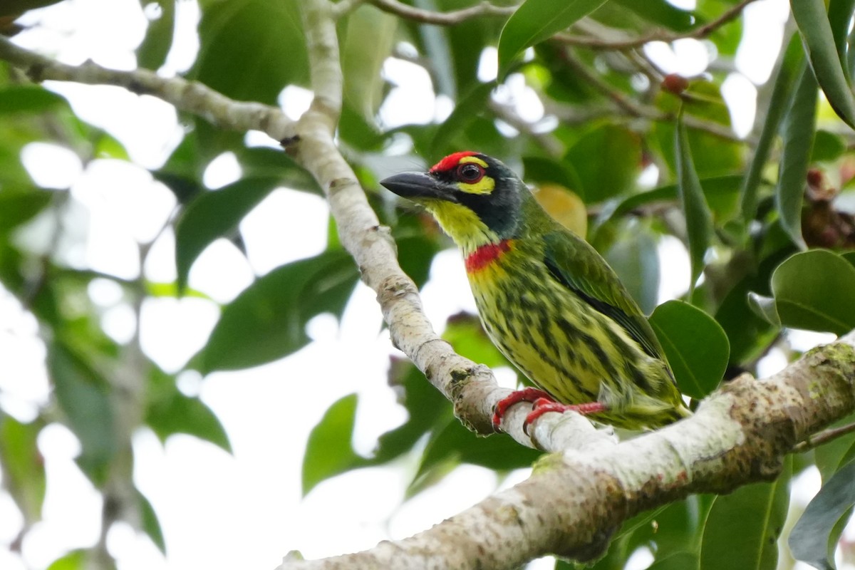 Coppersmith Barbet - ML625358497
