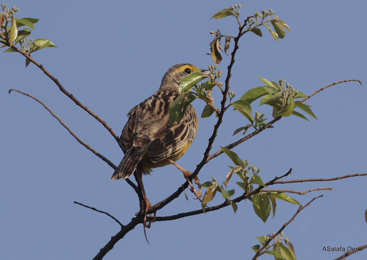 Yellow-throated Longclaw - ML625358499