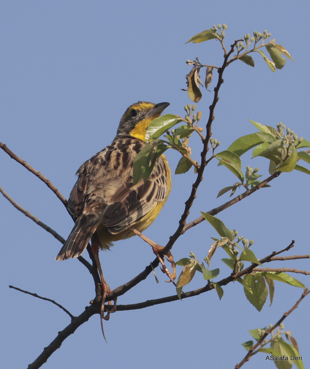 Yellow-throated Longclaw - ML625358500