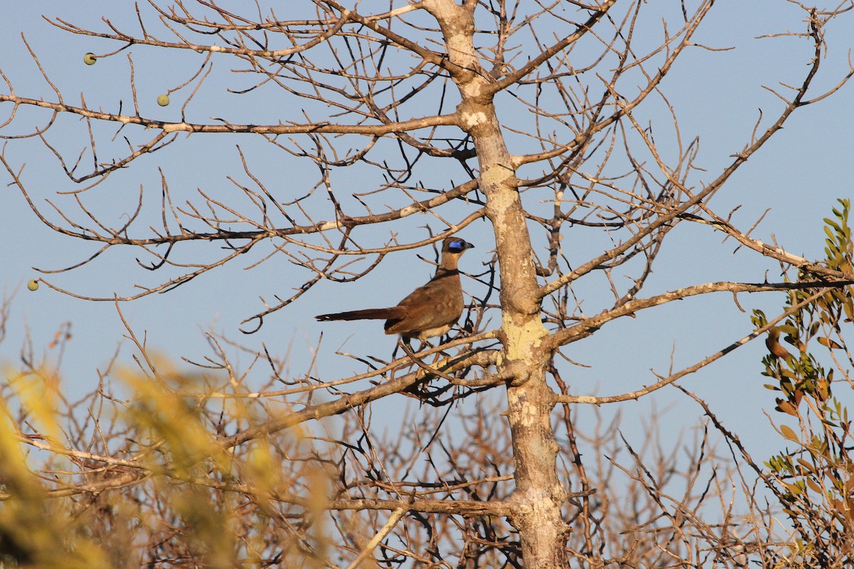 Olive-capped Coua - Rainer Seifert